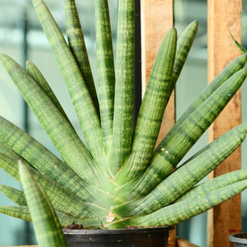 a closeup of a cylindrical snake plant