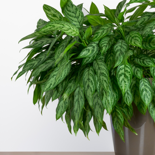 a large, bushy aglaonema plant