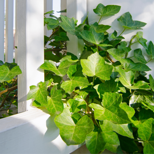 a bunch of english ivy leaves spilling out of a white railing