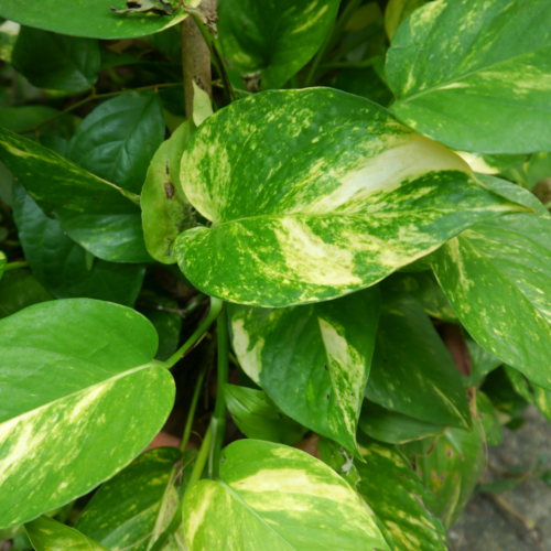 a closeup of a golden pothos leaf