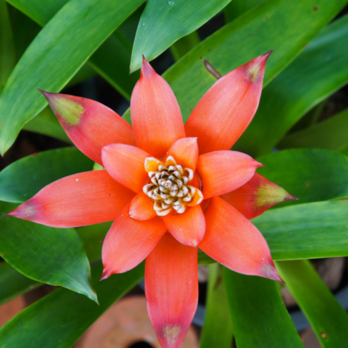 a closeup of the central flower of a guzmania bromeliad