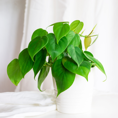 a heartleaf philodendron in a white pot over a white background