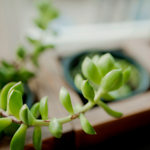 succulent that is stretched out due to low light