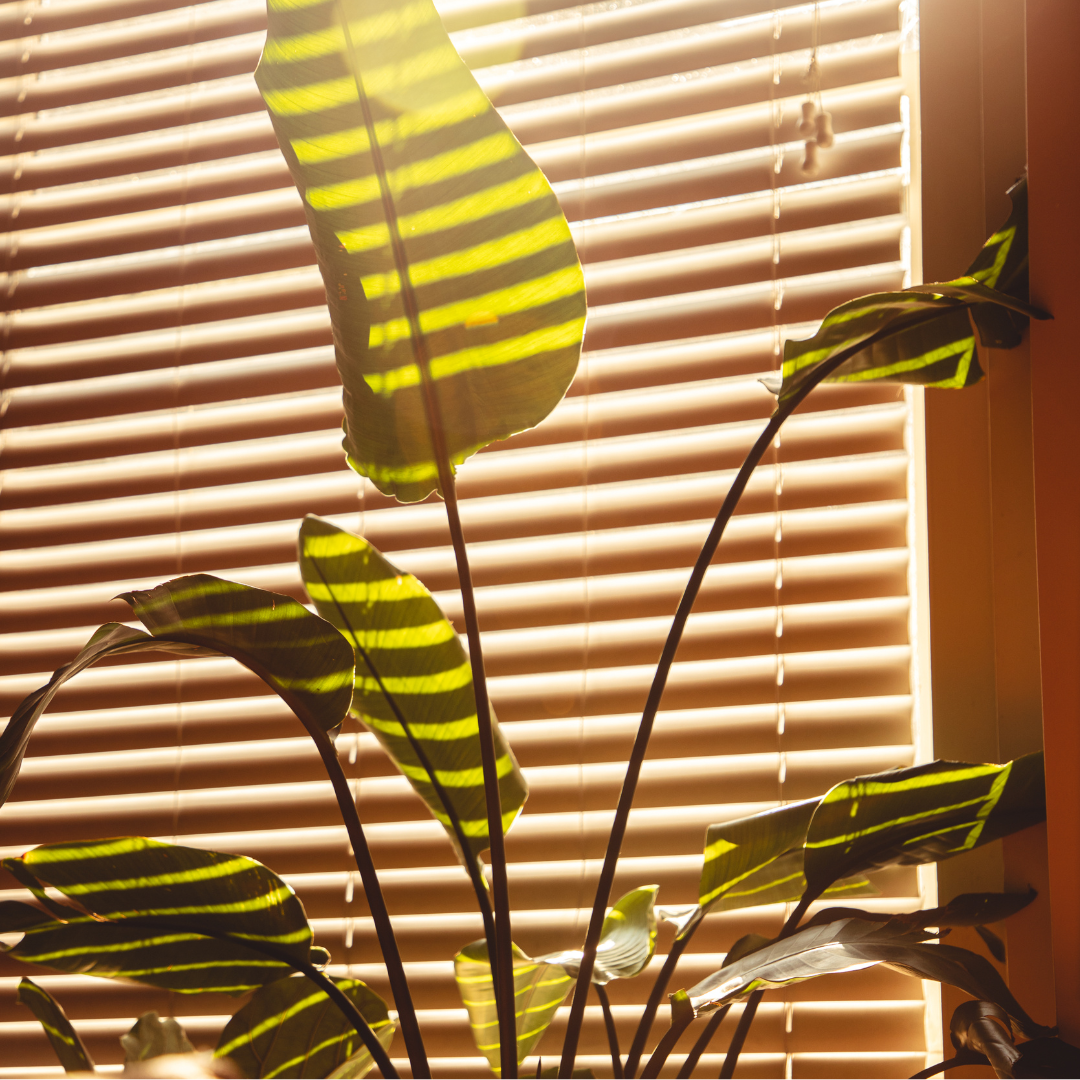 Plant next to window being touched by sun rays