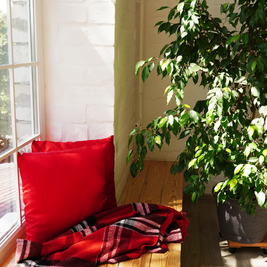 West facing window with direct sunlight