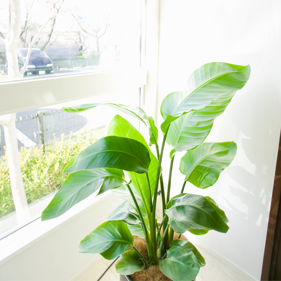 East facing window with indirect sunlight