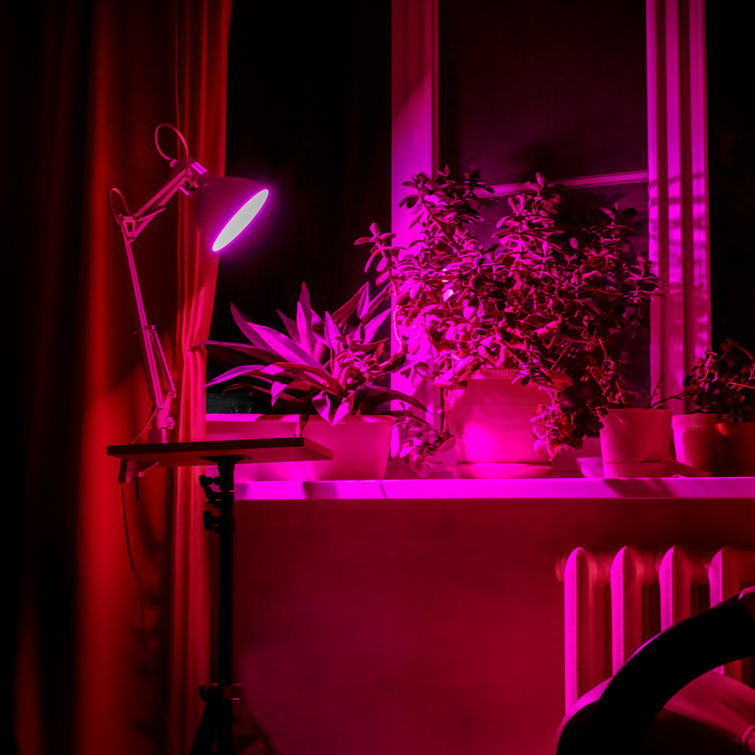 Grow light lighting a plant