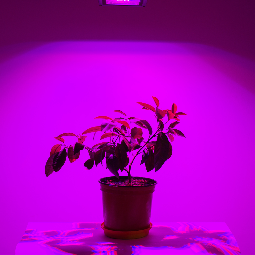 single plant growing under a low light