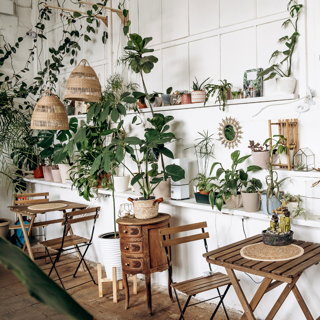 A lush and thriving indoor jungle with many plants