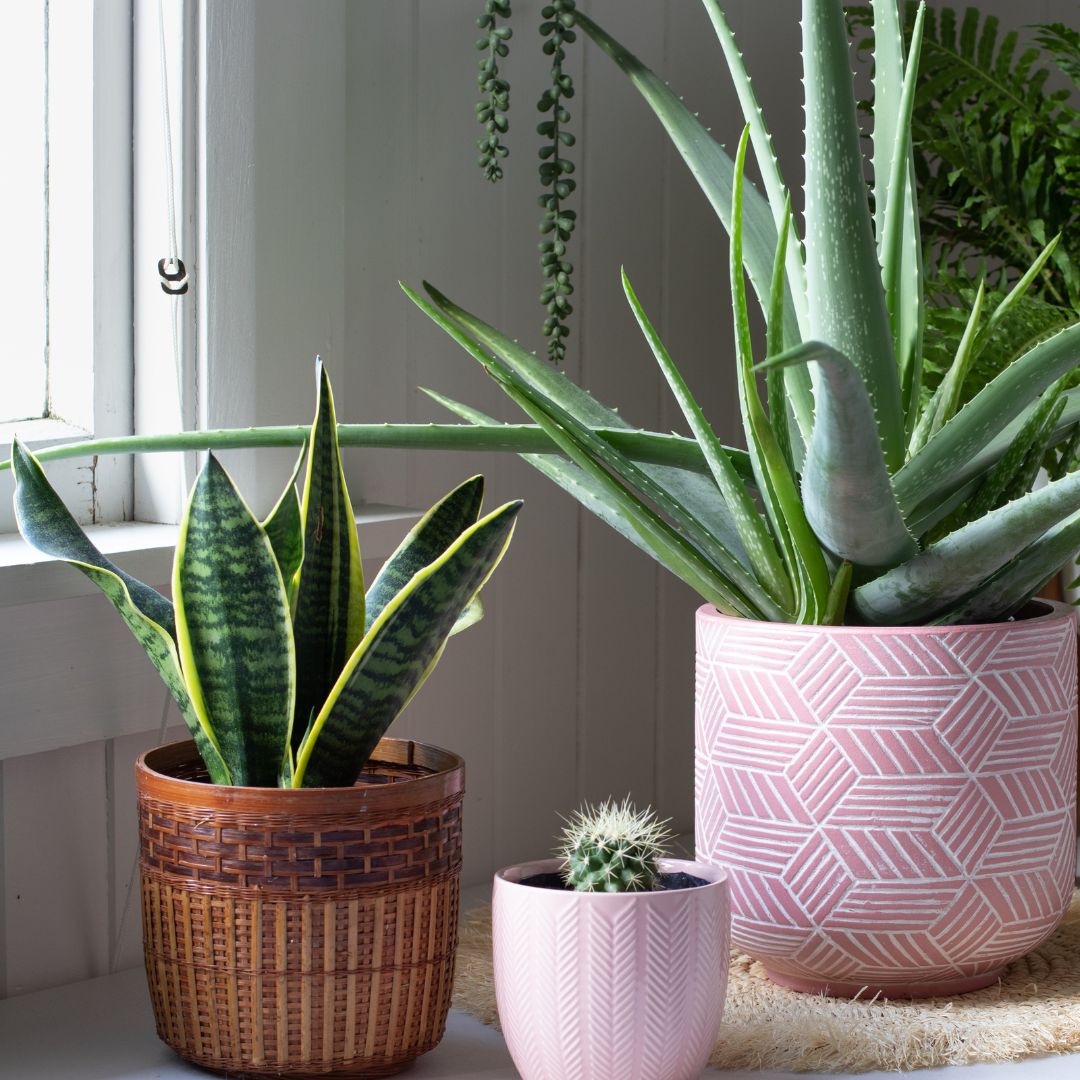 Indoor plants next to a window