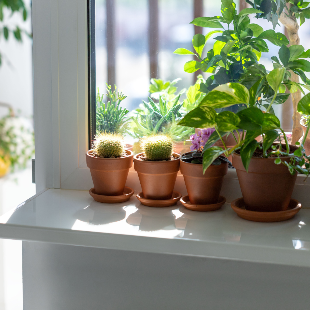 cacti in direct sunlight in window