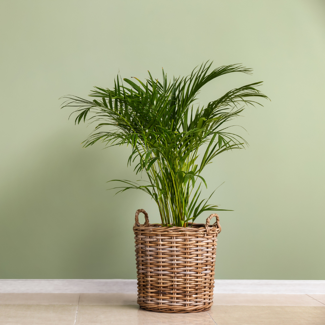 indoor palm in indirect sunlight