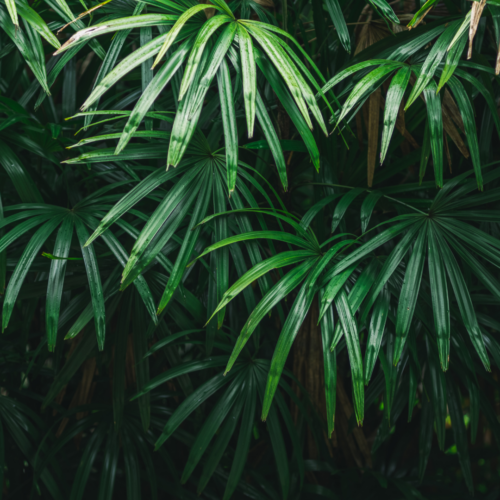 a backdrop of lady palm fronds