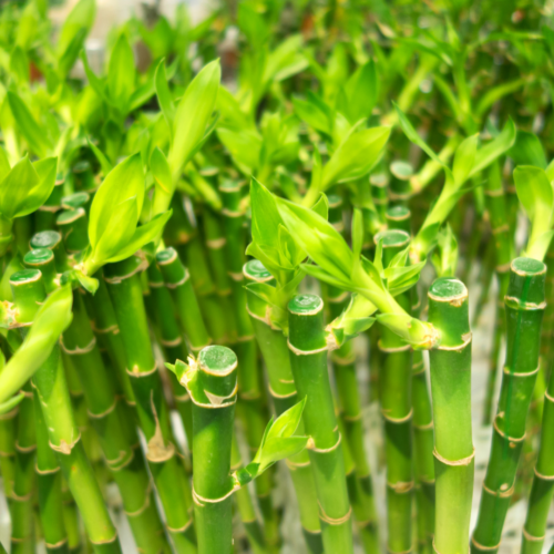 a bunch of lucky bamboo stalks