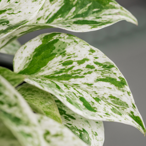 close up of a marble queen pothos leaf