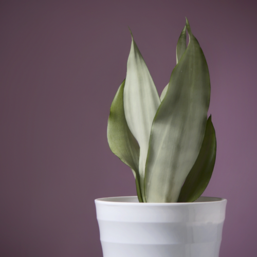 a moonshine snake plant against a purple backdrop