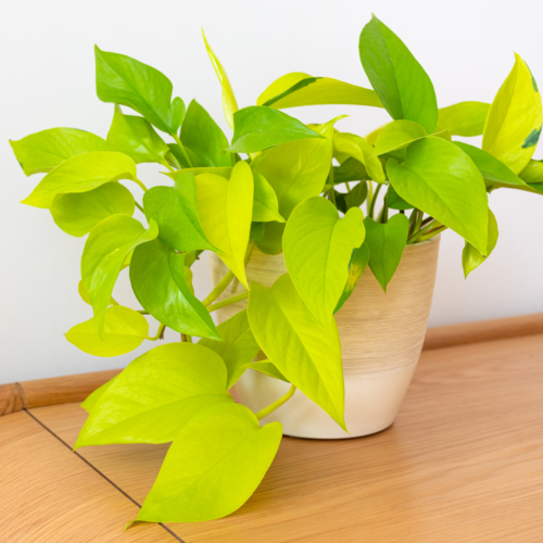 a bright yellow green neon pothos plant