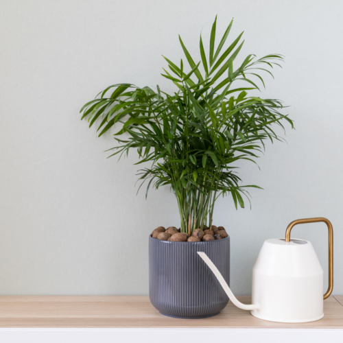 a parlor palm with a watering can next to it