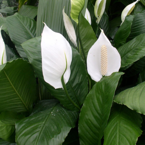 several flowering peace lilies