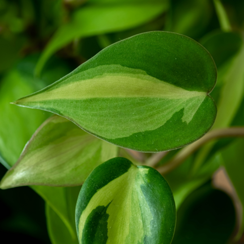 a closeup of a brasil philodendron leaf