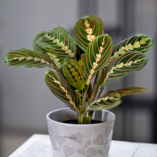 a maranta plant in a grey pot