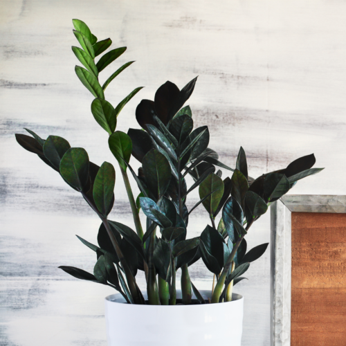 a dark raven zz plant over a whitewashed background