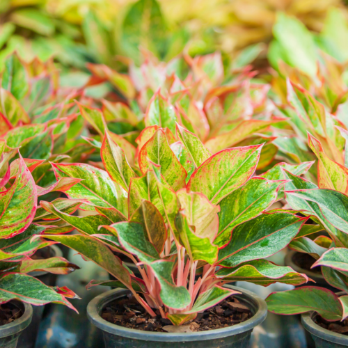 a lot of chinese evergreens in nursery pots, fading into the background