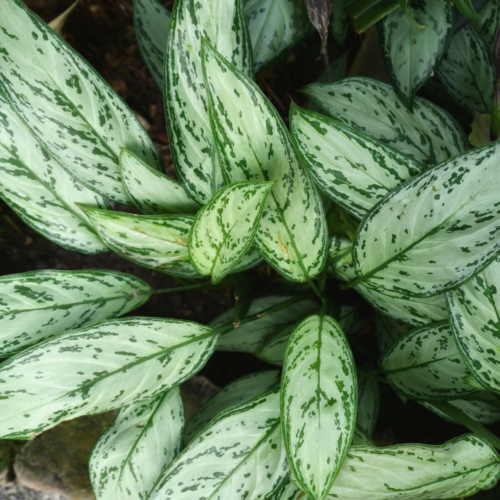 closeup of a silver bay aglaonema houseplant