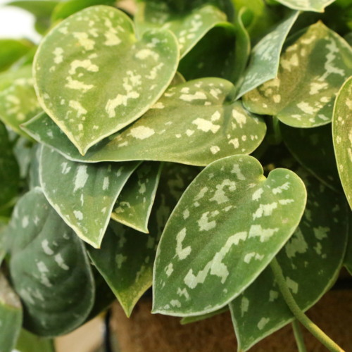 a silver pothos scindapsus plant