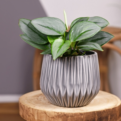 a small silver scindapsus plant in a geometric plant pot