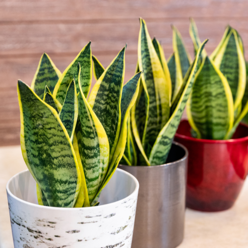 three snake plants in different textured pots