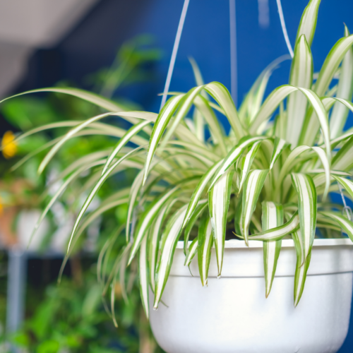 a spider plant in a hanging pot