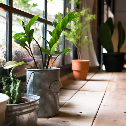 zz plant in a window