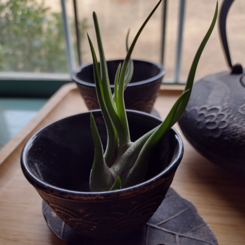 t. caput medusae sitting in a metal teacup