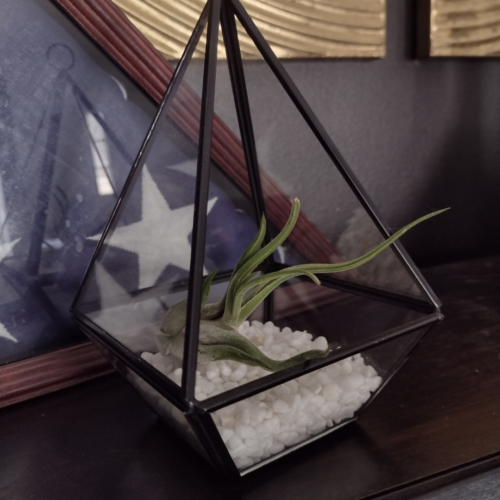 a tillandsia in a glass case on a shelf