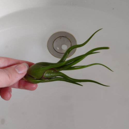 a t. caput medusae wet from soaking in a sink