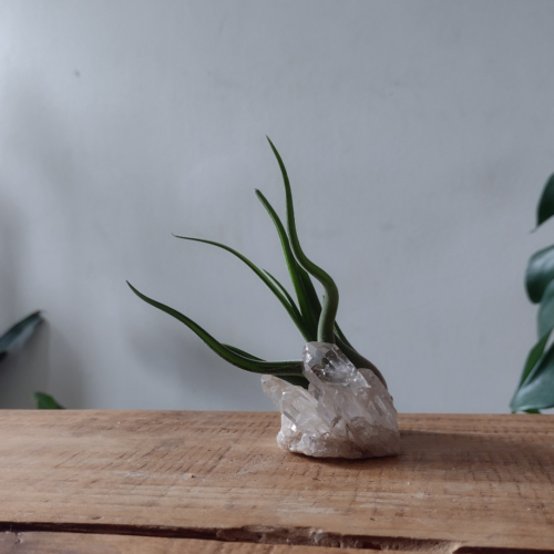 tillandsia caput medusae sitting on a crystal