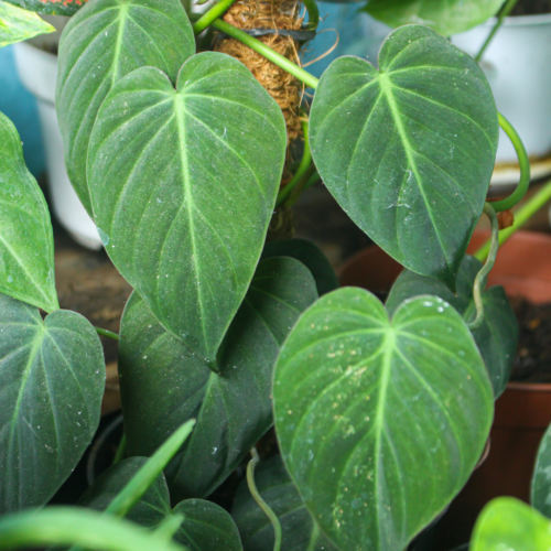 a velvet leaf philodendron vine on a moss pole