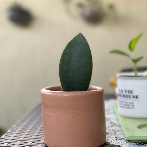 a whale fin snake plant in a ceramic pot