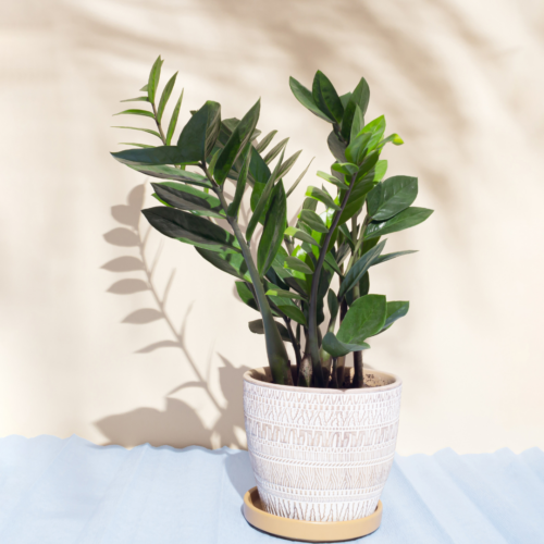 dark green zz plant in a white pot