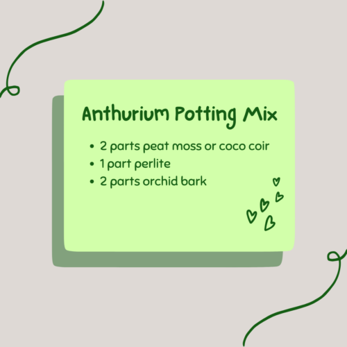 anthurium potting mix: 2 parts peat, 1 part perlie, 2 parts orchid bark