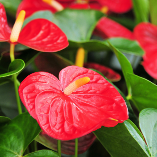 closeup of an anthurium in bloom