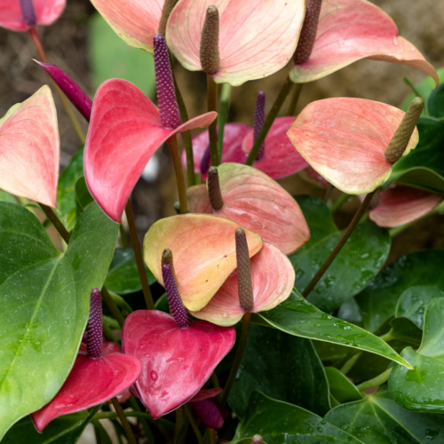 anthurium plants in bloom