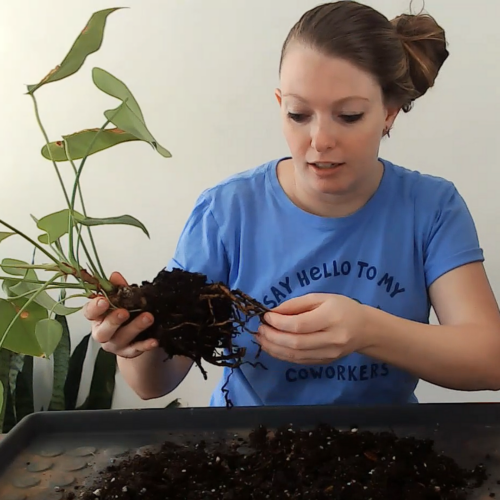 inspecting anthurium roots