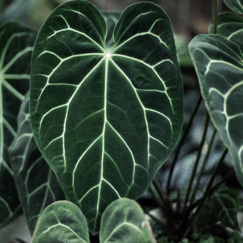 closeup of a white-veined anthurium