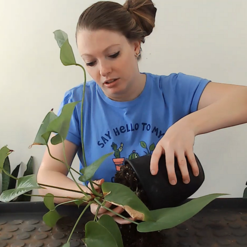 pouring an anthurium out of its pot