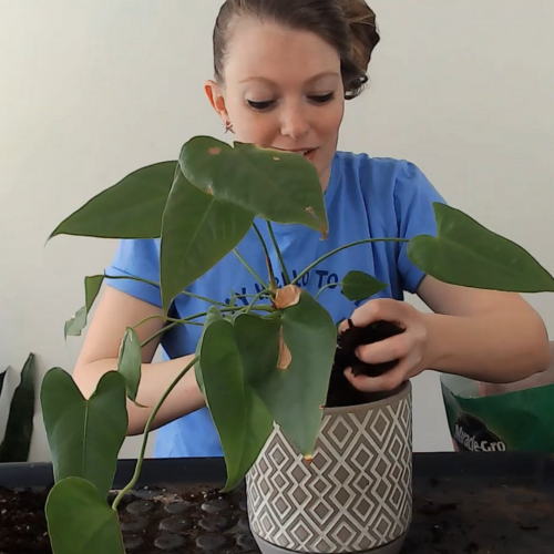 adding soil to a pot with an anthurium