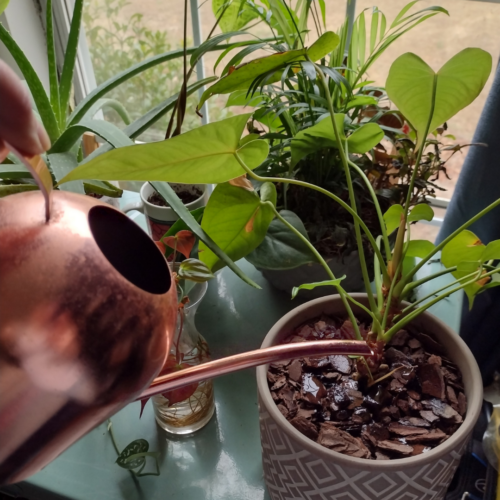 watering an anthurium that's on a side table with other plants