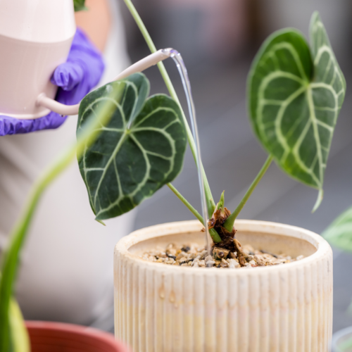 watering an anthurium in a pot