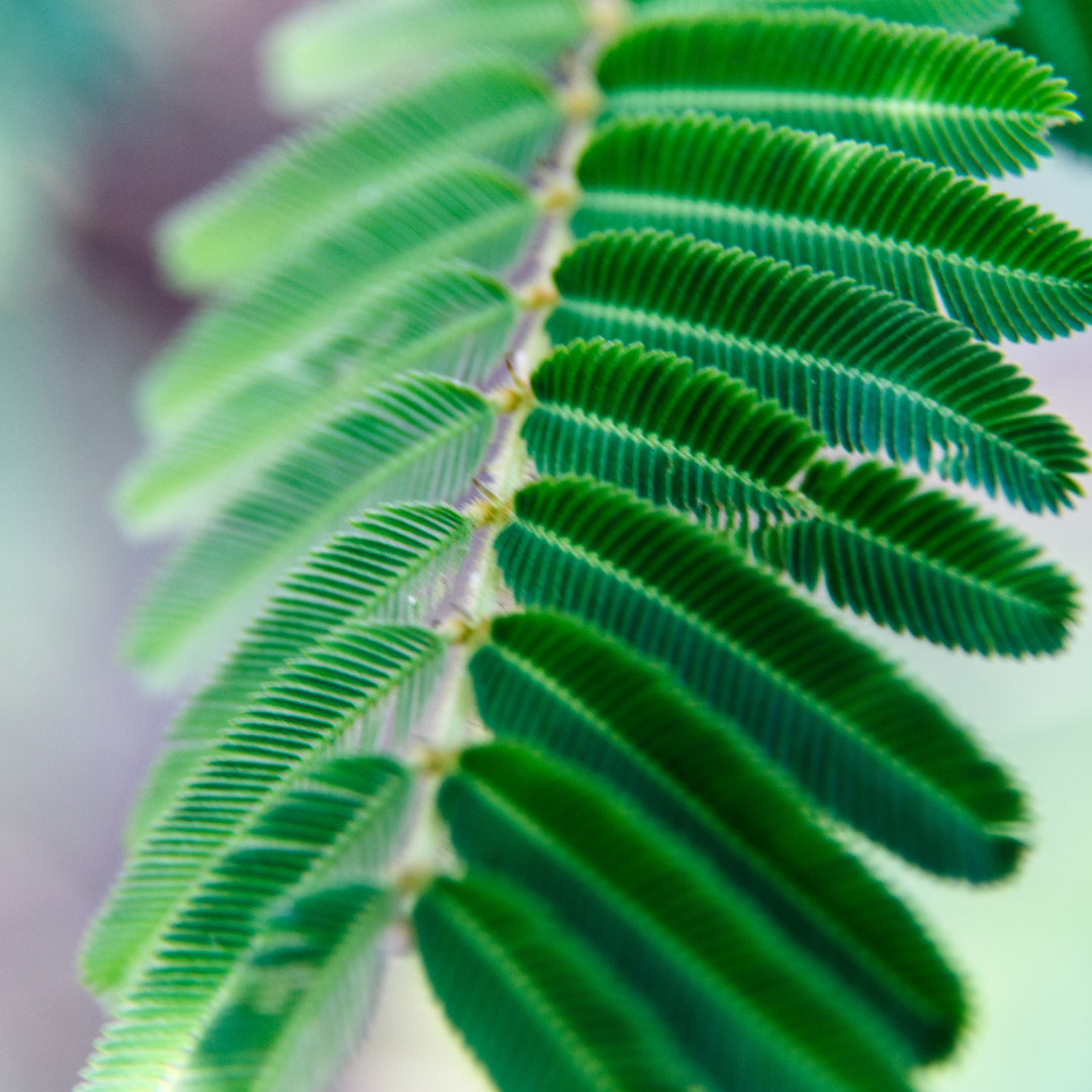 How to Grow Mimosa pudica Indoors | Sensitive Plant Care